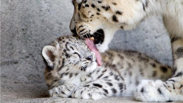 Снежный Барс маленький с мамой