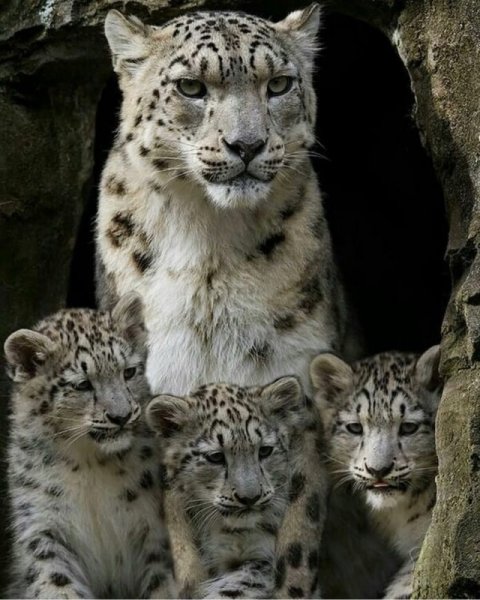 Снежный Барс с барсятами