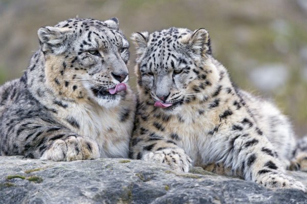 Бенгал под снежного Барса