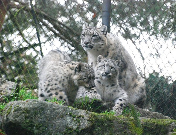 Барс в неволе