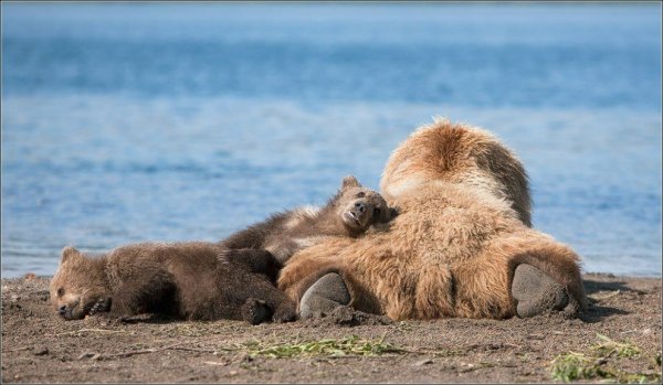 Медведь на берегу моря