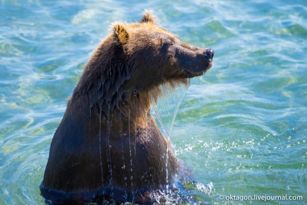 Медведь на море