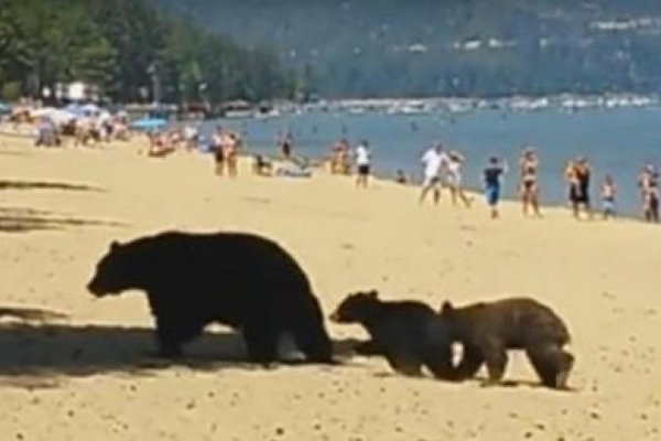 Медведь на пляже