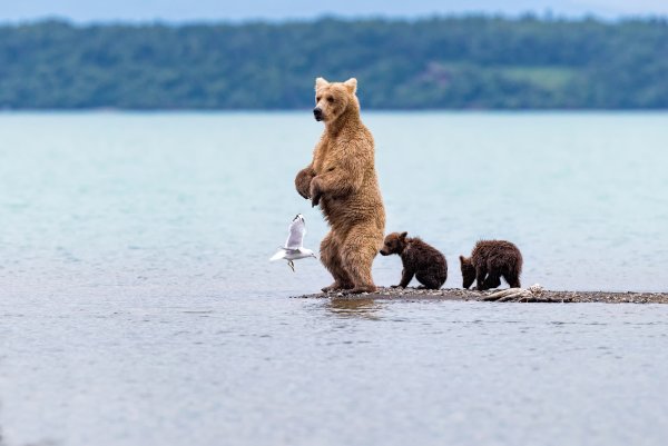 Медведица с медвежатами