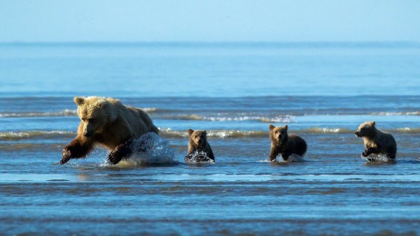 Медвежонок на море