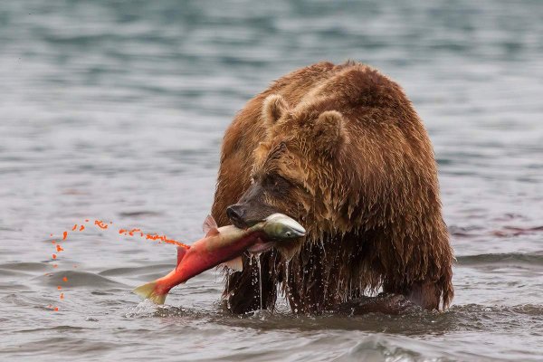 Курильское озеро медведи нерест