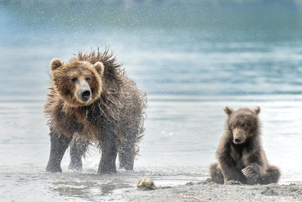 Морской медведь фото