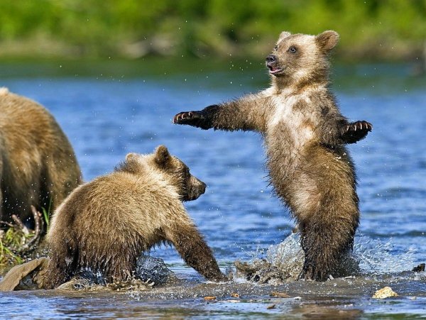 Смешной медведь