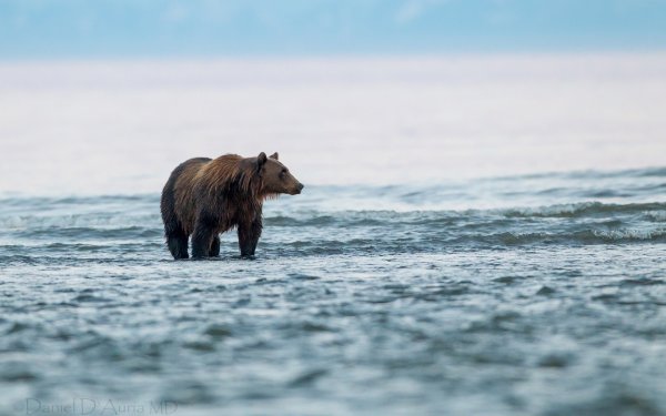 Медведь Гризли море