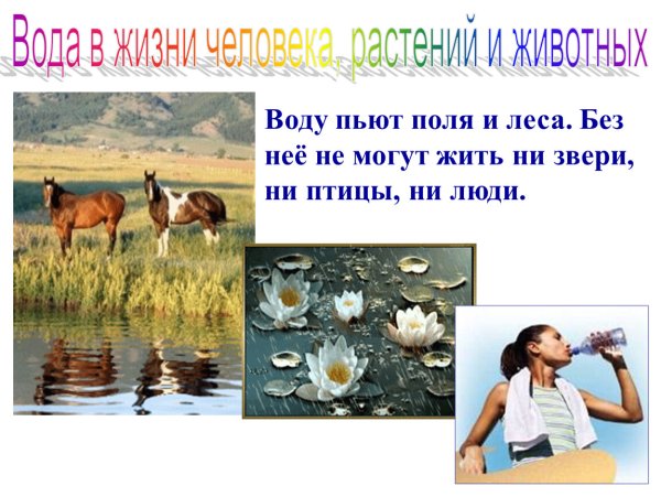 Вода для животных и растений