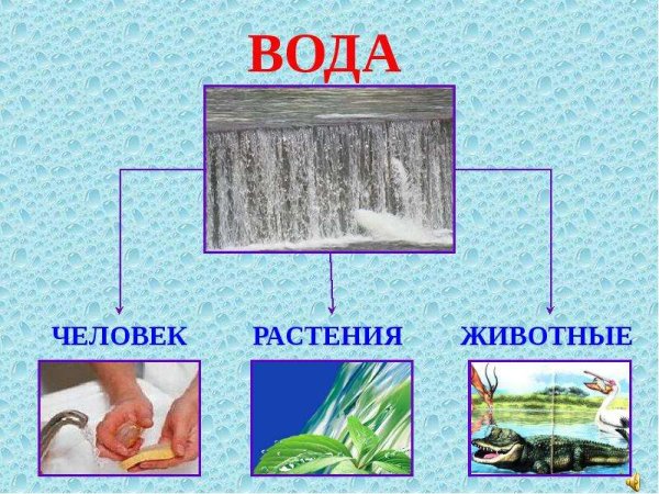 Значение воды для человека и животных