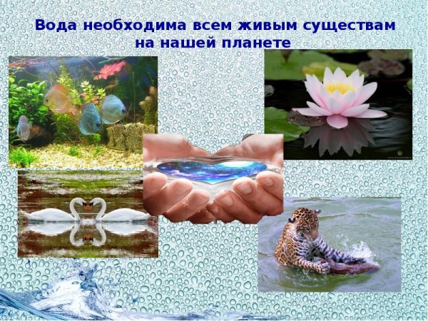 Вода для животных и растений