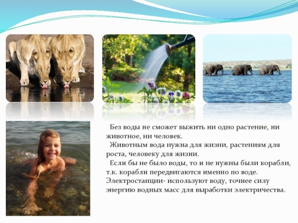 Зачем нужна вода животным