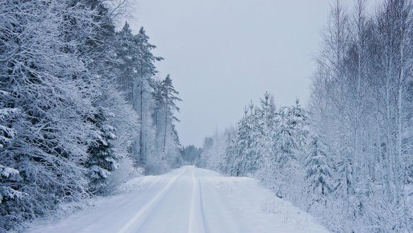 Заснеженная дорога в лесу