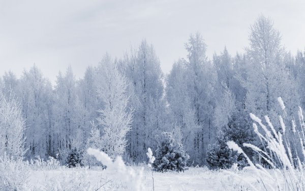 Зимний лес