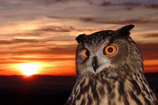 Ночная Сова