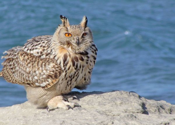 Обыкновенный Фи́лин ( Bubo Bubo)