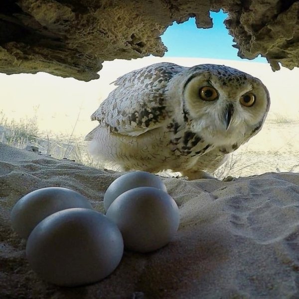 Полярная Сова гнездование