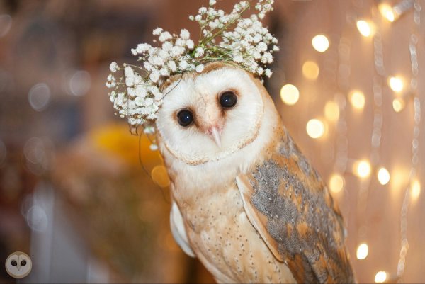 Сова сипуха зимой