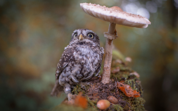 Кроличий Сыч птенец