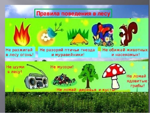 Памятка по поведению в лесу