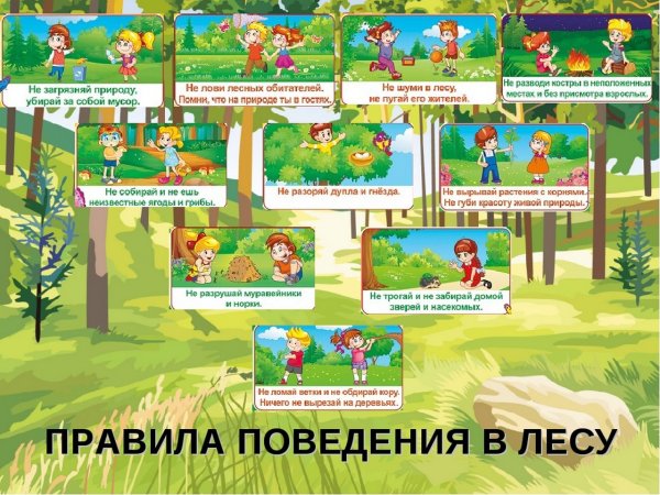 Правило рлвидение в лесу