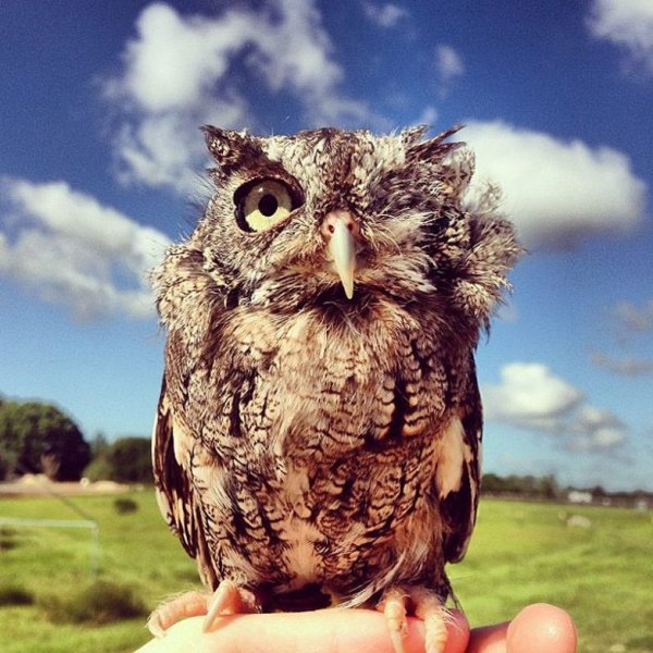 Взъерошенный Совенок