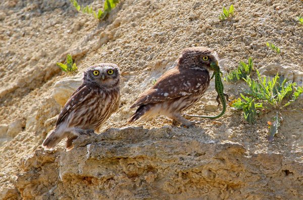 Степной сычик