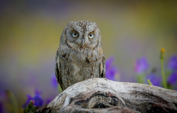 Сова сплюшка