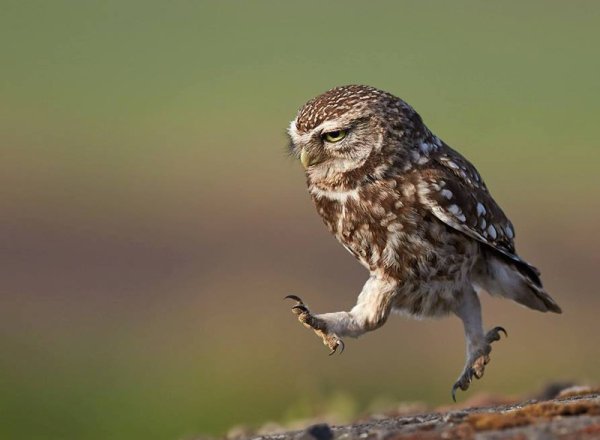 Сова копуша