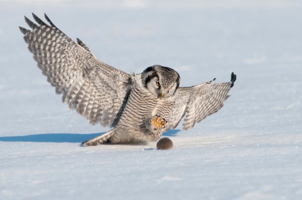 Ястребиная Сова охотится