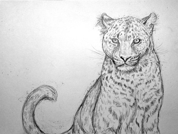 Снежный Барс карандашом