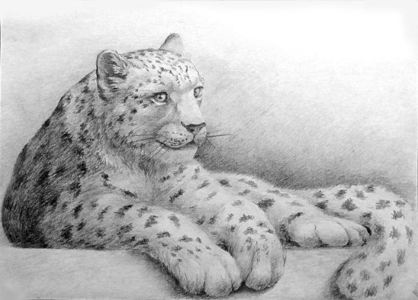 Снежный Барс рисунок