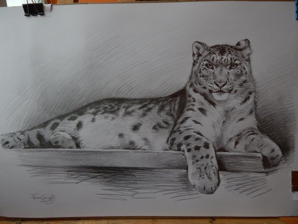 Снежный Барс рисовать карандашом