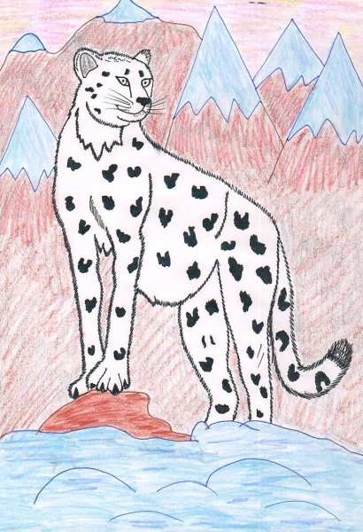 Снежный Барс рисунок