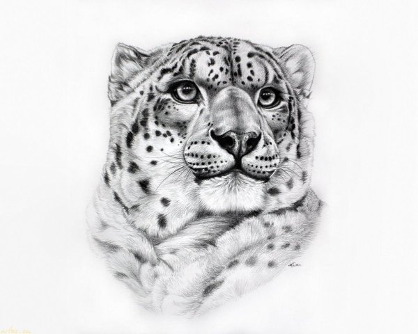 Снежный Барс тату