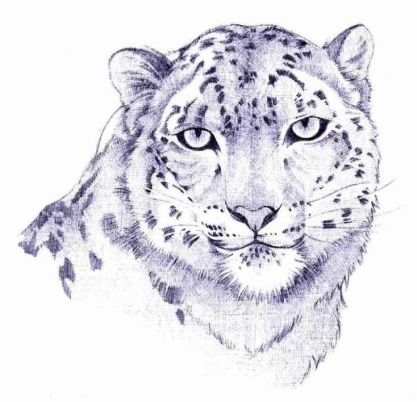 Снежный Барс карандашом