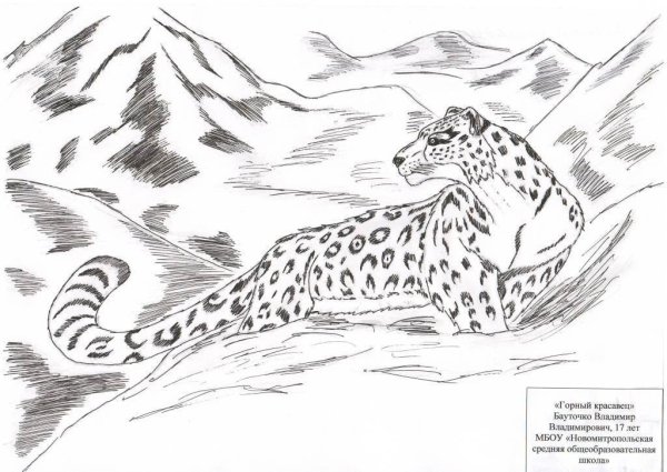 Снежный Барс рисунок