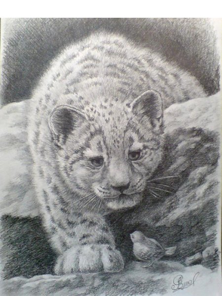 Снежный Барс Ирбис рисунок