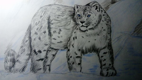 Снежный Барс карандашом