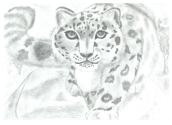 Снежный Барс сбоку рисунок