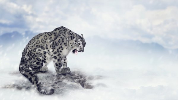 Модульная картина снежный Барс