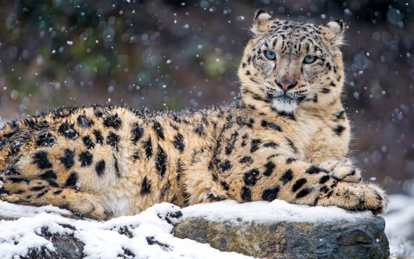Снежный Барс (Ирбис, снежный леопард)