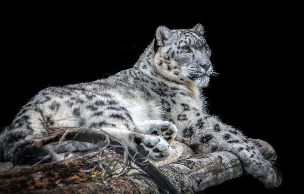 Irbis Snow Leopard