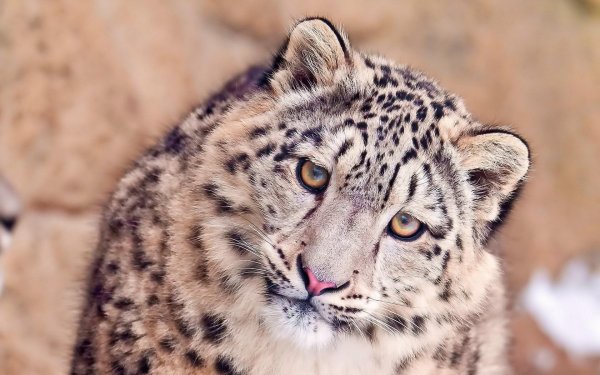Irbis Snow Leopard