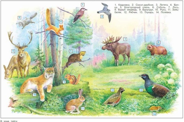 Пищевая цепь тайги 4