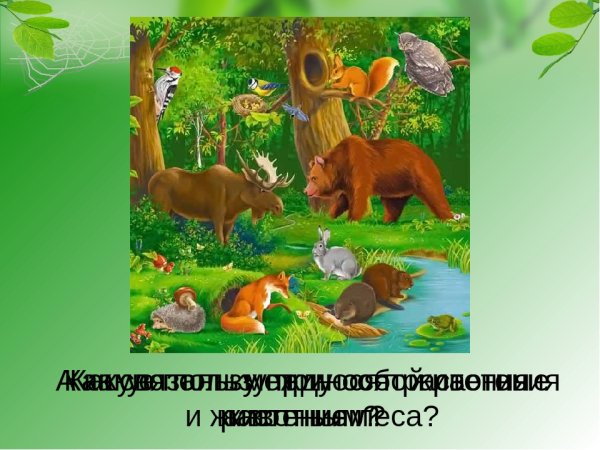 Животные и растения леса