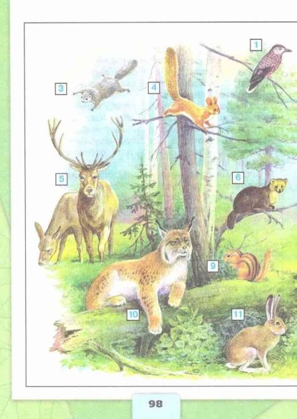 Животные тайги для детей