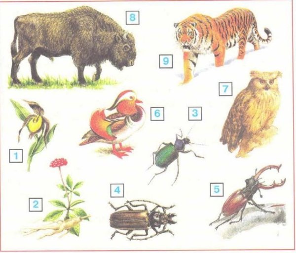 Красная книга Лесной зоны России