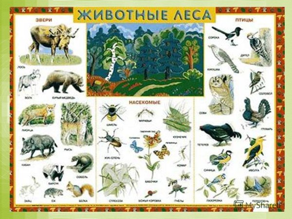 Лесные животные и растения